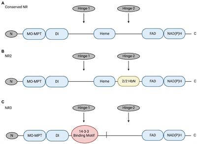 Nitrate reductase enzymes in alga Chattonella subsalsa are regulated by environmental cues at the translational and post-translational levels